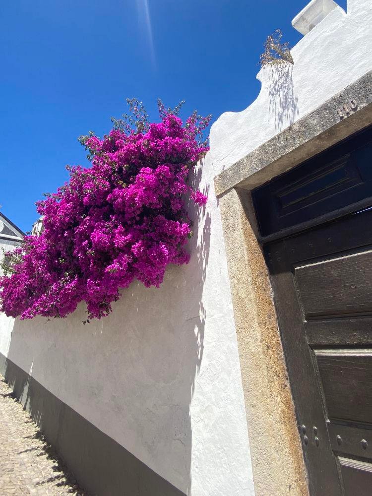 Bougainvillea on the streets of Óbidos