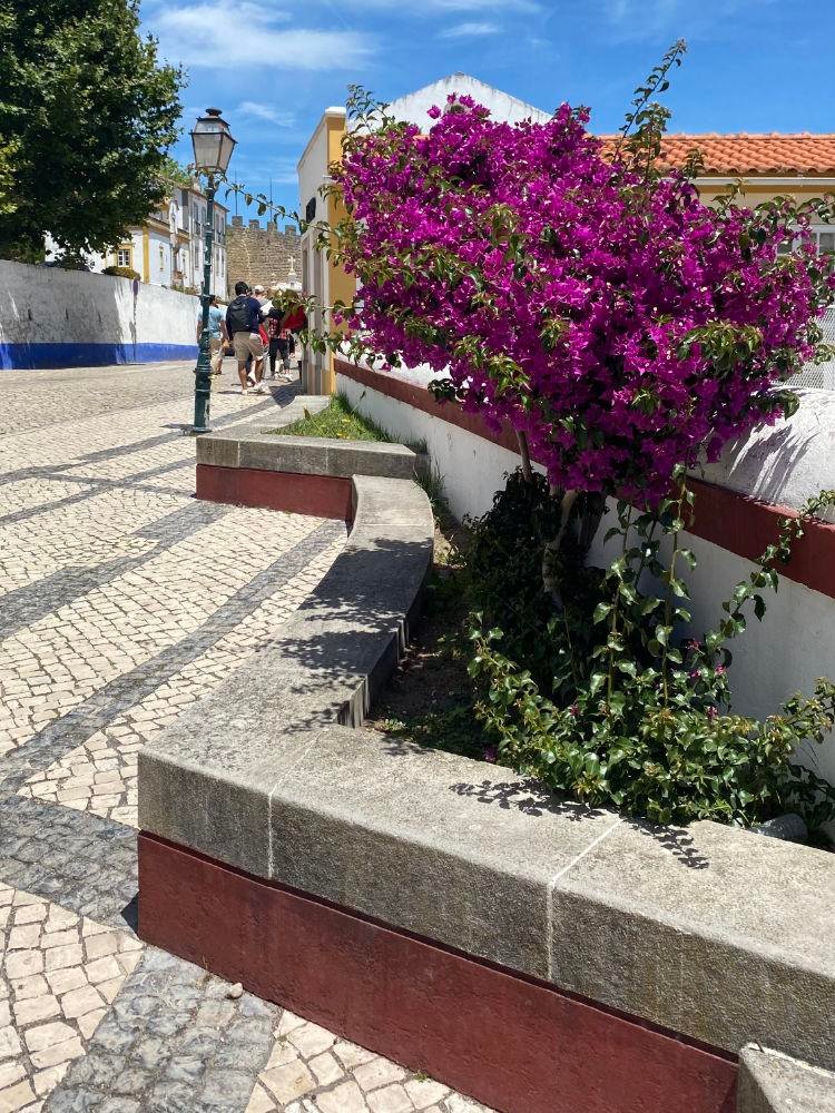 Bougainvillea shrub