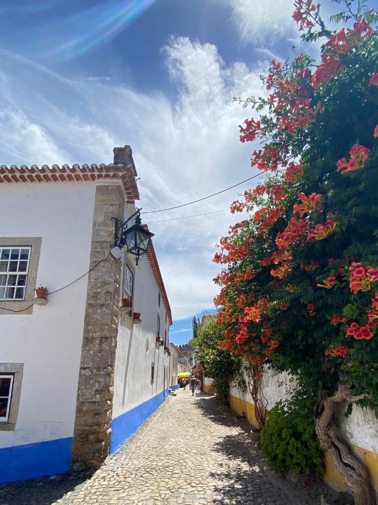 Trumpet vines on the streets of Óbidos