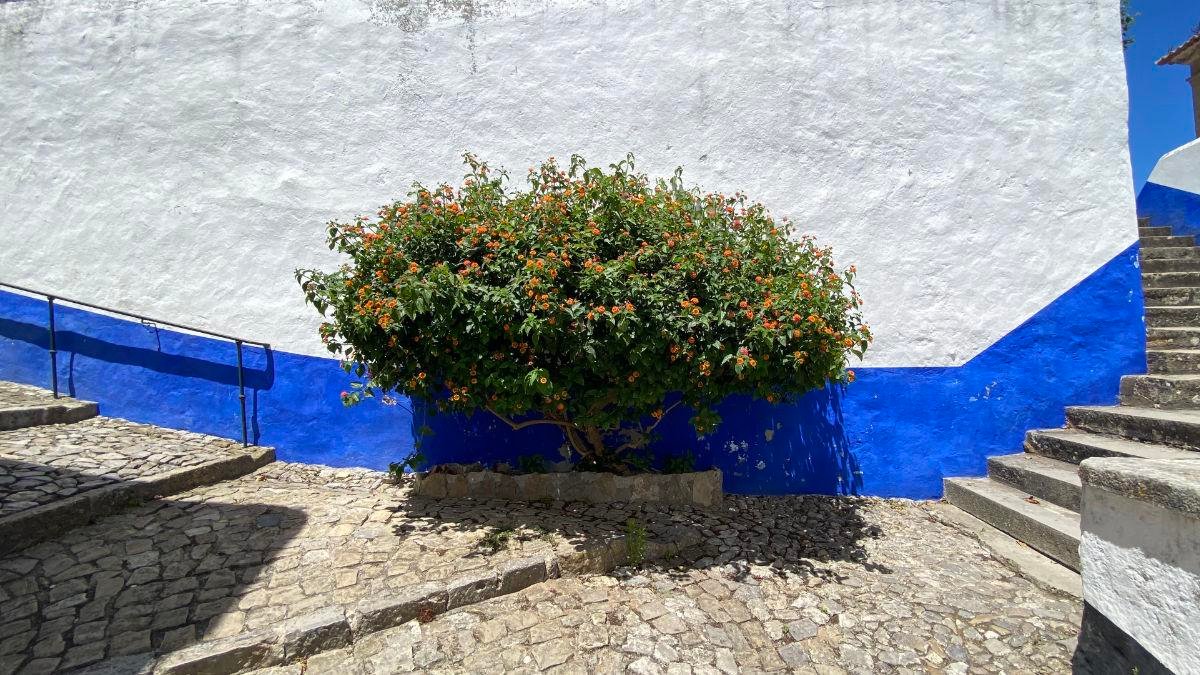 Trumpet Vine in Óbidos