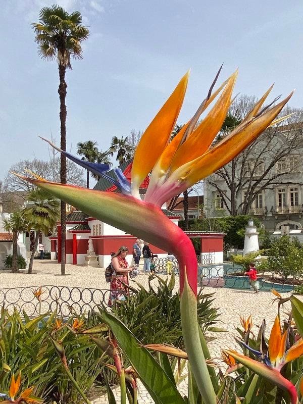 Madeira jardim at Portugal dos Pequenitos